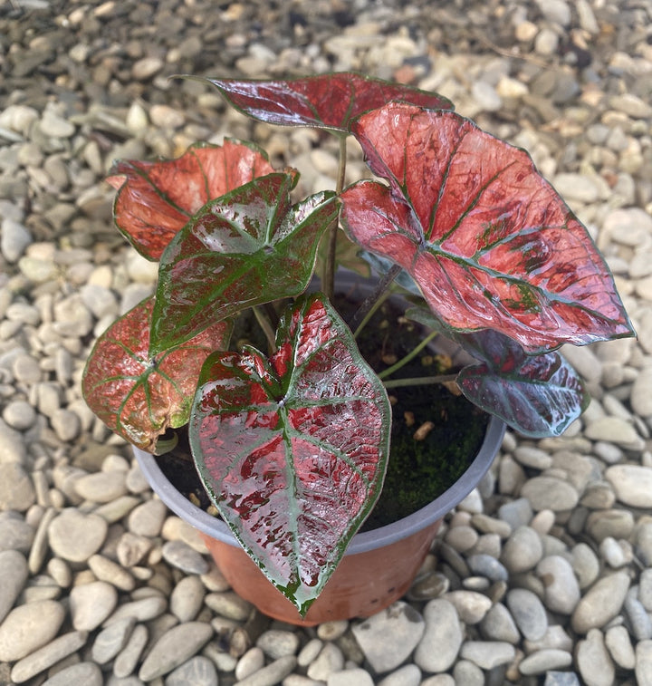 Caladium Bubble