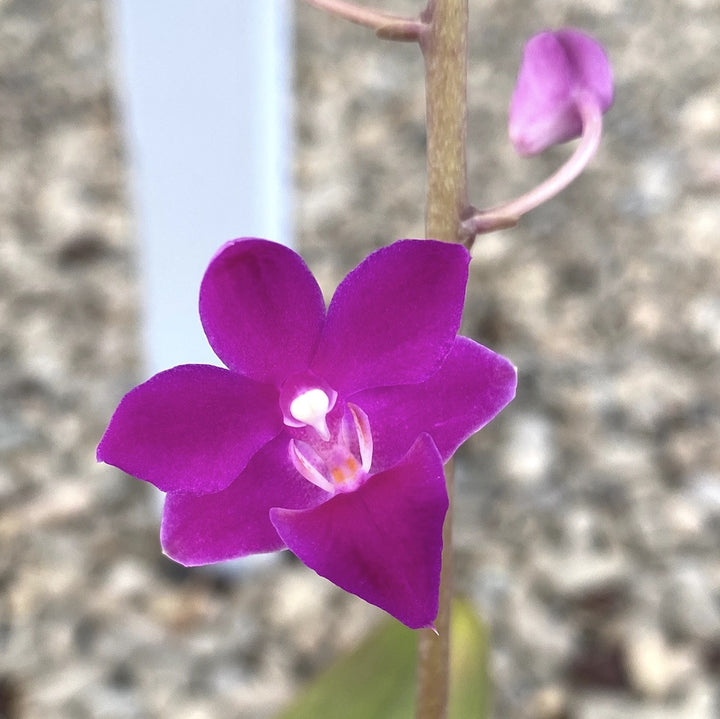 Orhidee Phalaenopsis Dtps. Purple Gem