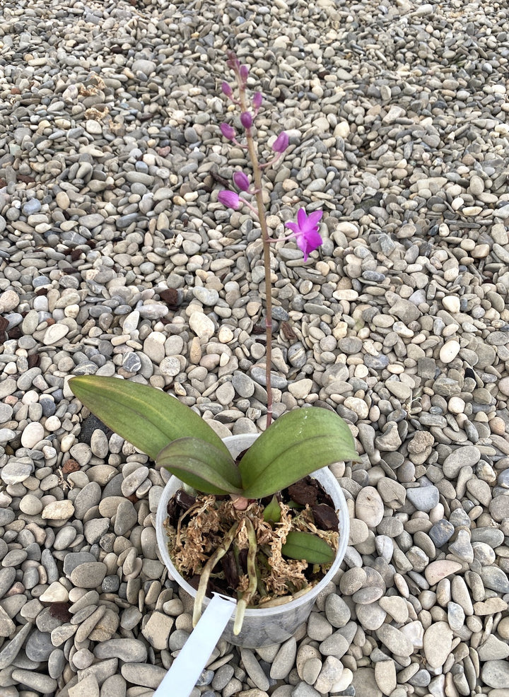 Orhidee Phalaenopsis Dtps. Purple Gem