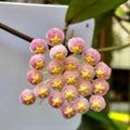 Hoya 'Rebecca' - flori parfumate