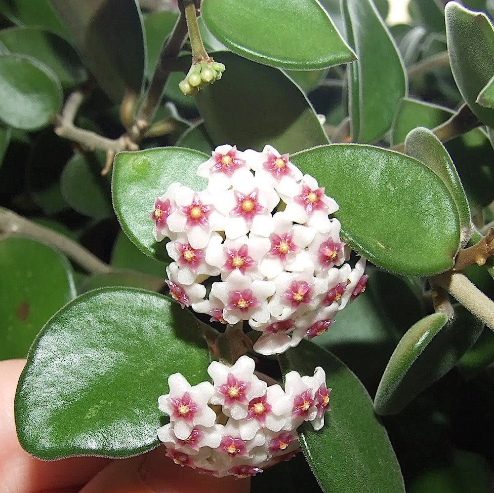 Hoya nummularioides