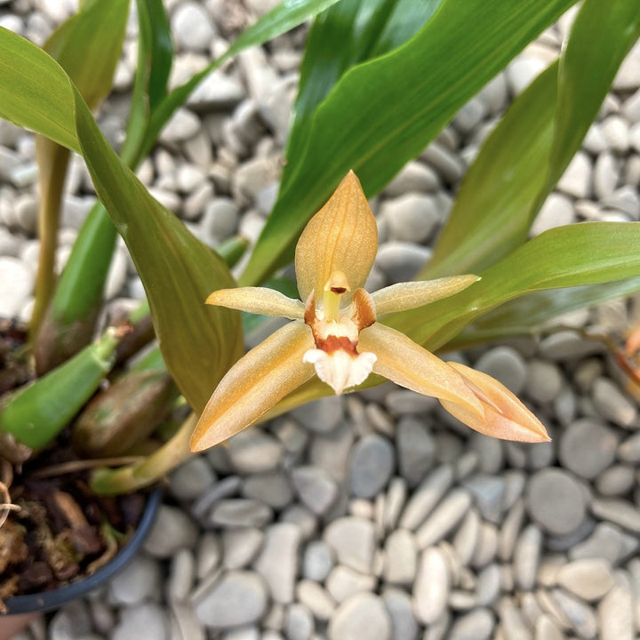 Coelogyne Tiny Hope (speciosa × miniata)