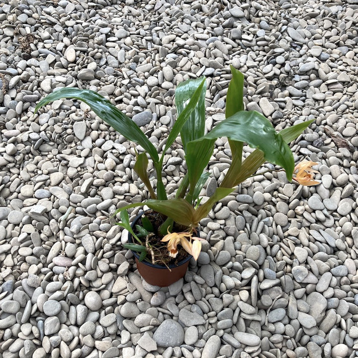 Coelogyne Tiny Hope (speciosa × miniata)