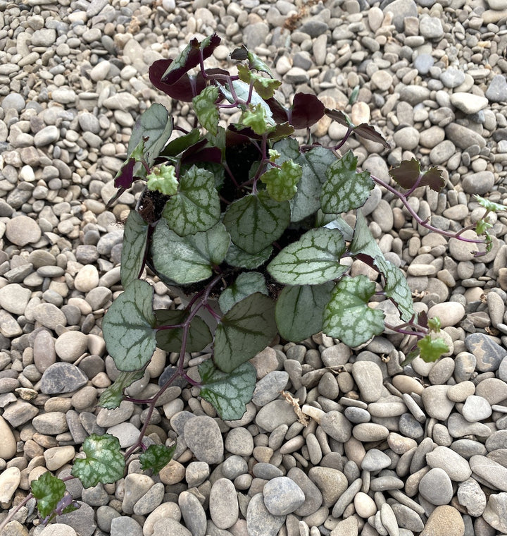 Senecio Mikanoides 'Magic Marble'