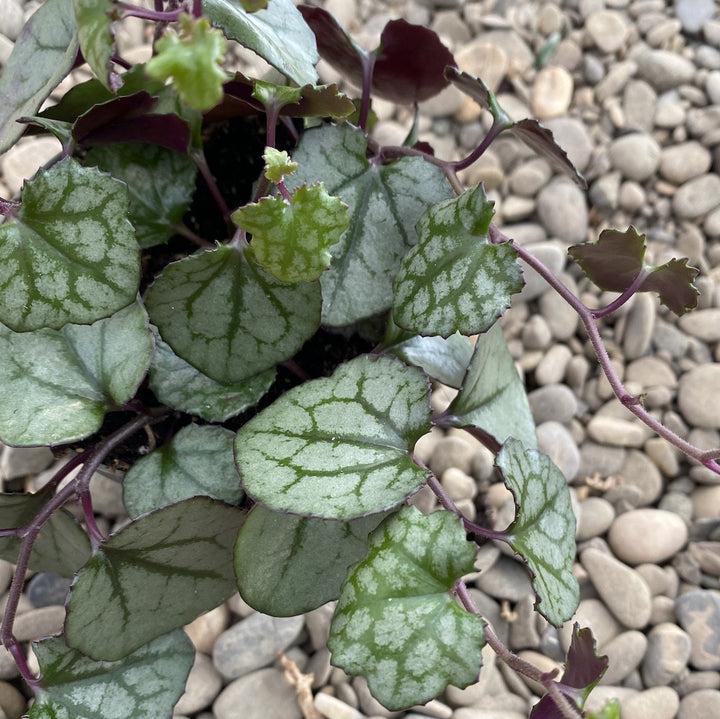 Senecio Mikanoides 'Magic Marble'