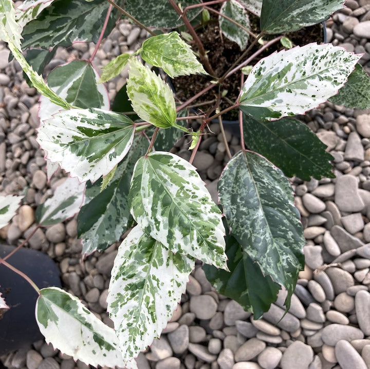 Hibiscus variegat rosa-sinensis var. cooperi 'Snowflake', 'Snow Queen'