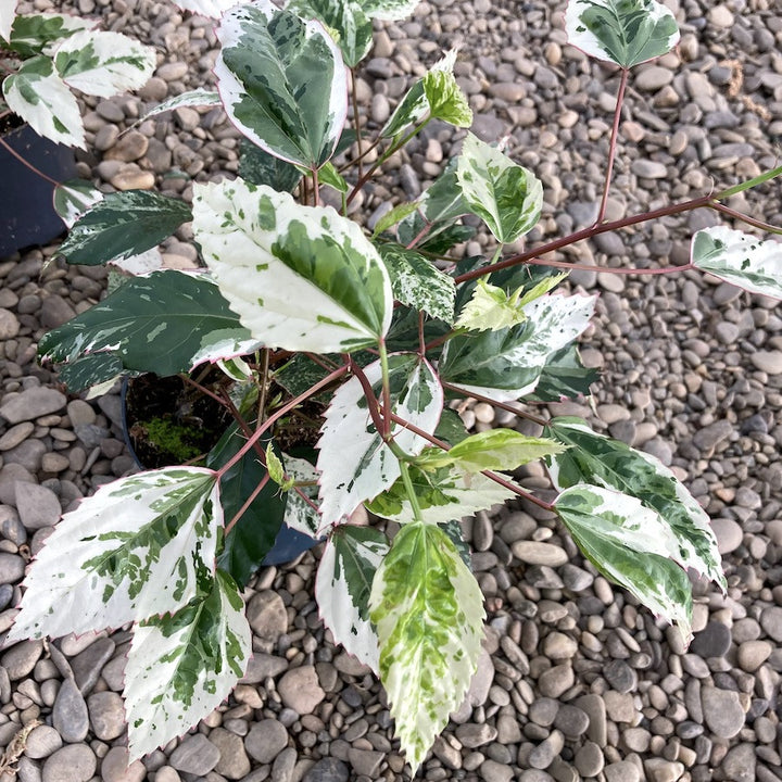 Hibiscus variegat rosa-sinensis var. cooperi 'Snowflake', 'Snow Queen'