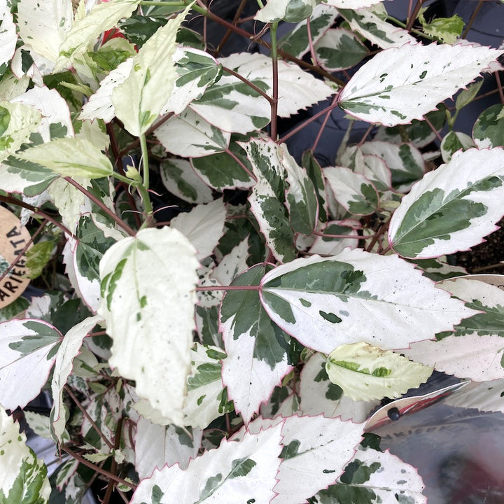 Hibiscus variegat rosa-sinensis var. cooperi 'Snowflake', 'Snow Queen'