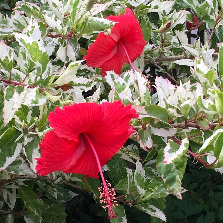 Hibiscus variegat rosa-sinensis var. cooperi 'Snowflake', 'Snow Queen'