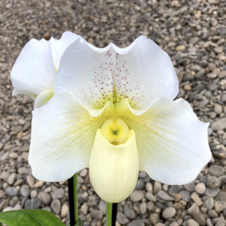 Paphiopedilum White Lady (White Knight x Ice Age)