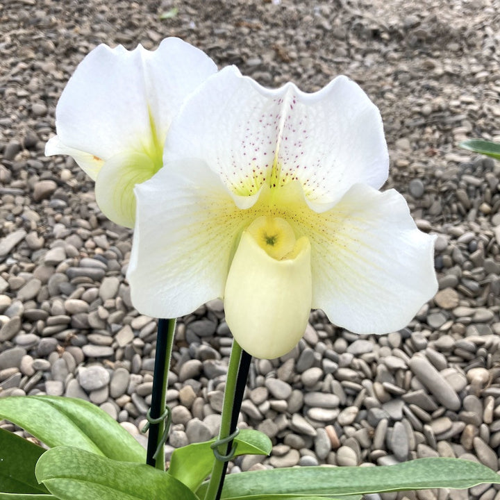 Paphiopedilum White Lady (White Knight x Ice Age)