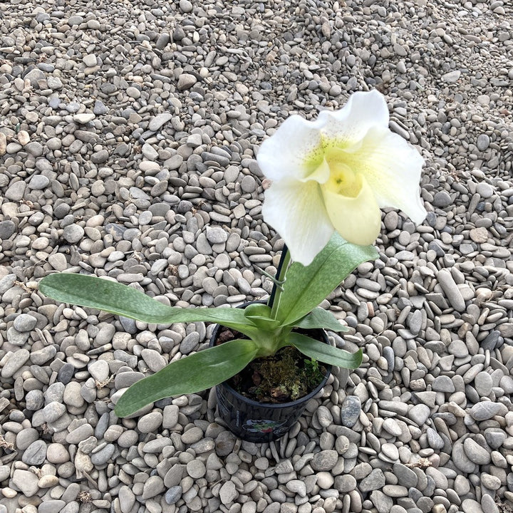 Paphiopedilum White Lady (White Knight x Ice Age)