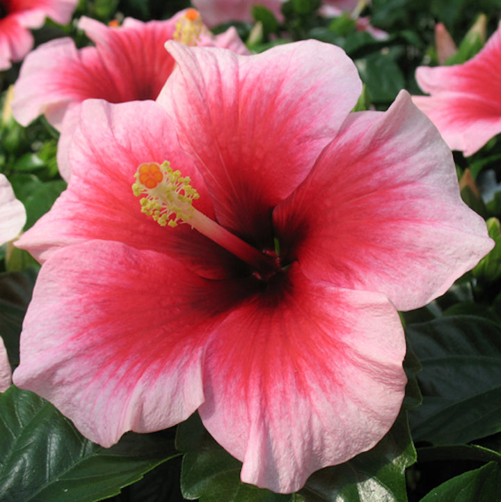 Hibiscus Hawaii "Long Life" Pink Dream - trandafir japonez