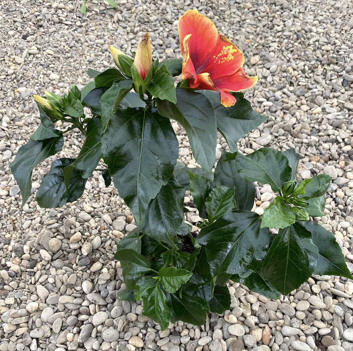 Hibiscus Hawaii "Long Life" Red Fire ( mislabeled as Tivoli)