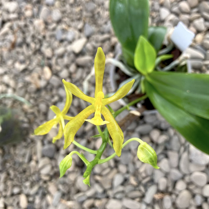 Phalaenopsis mannii var. flava