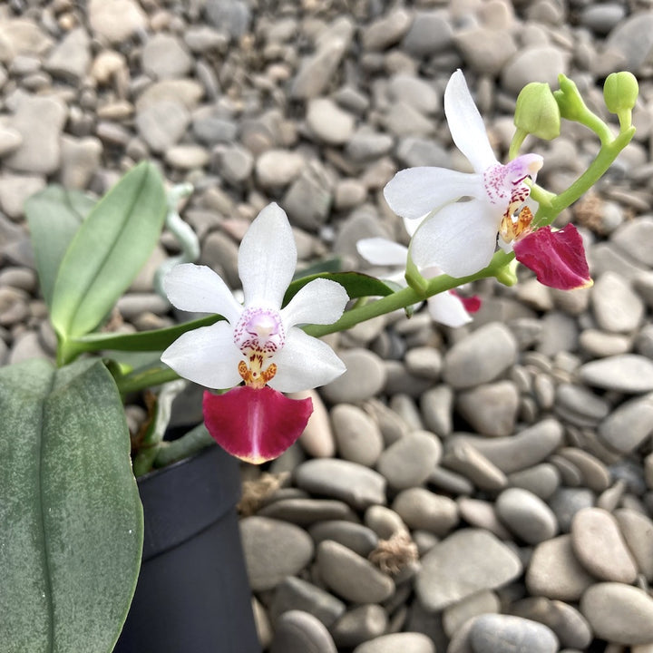 Phalaenopsis Anna-Larati Soekardi x lobbii