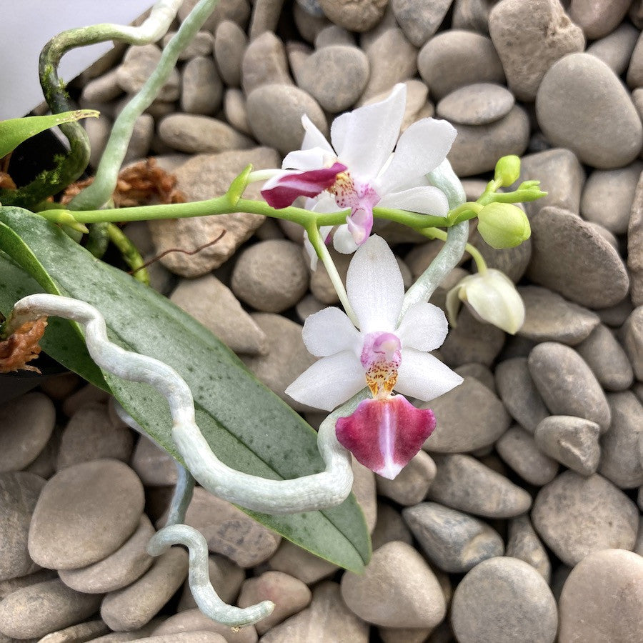 Phalaenopsis Anna-Larati Soekardi x lobbii