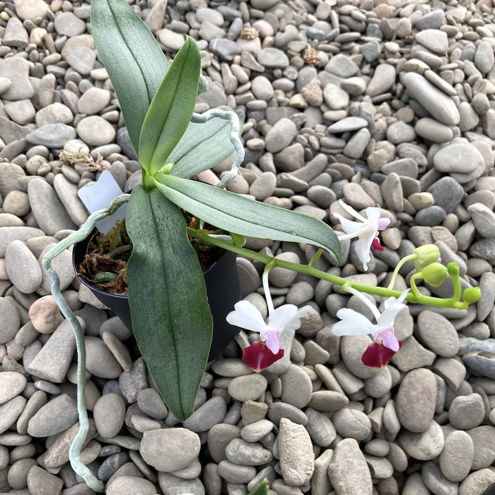 Phalaenopsis Anna-Larati Soekardi x lobbii