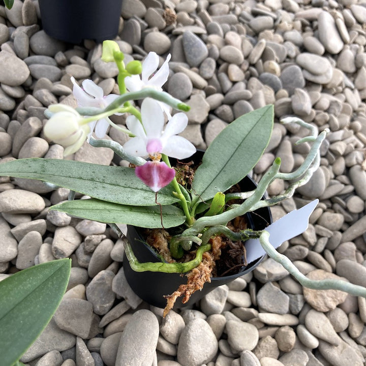 Phalaenopsis Anna-Larati Soekardi x lobbii