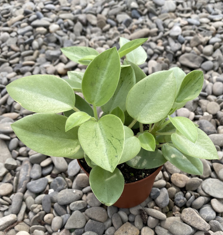 Peperomia 'Pixie' Lime