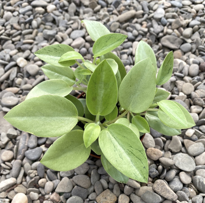 Peperomia 'Pixie' Lime