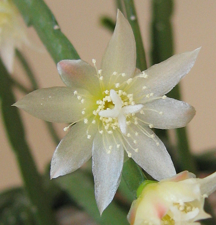 Lepismium bolivianum - cactusul de padure