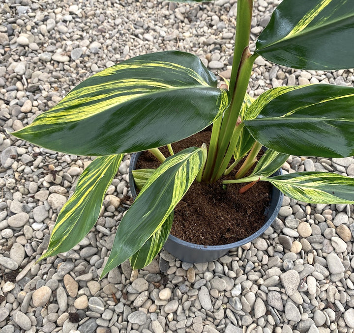 Alpinia zerumbet variegata