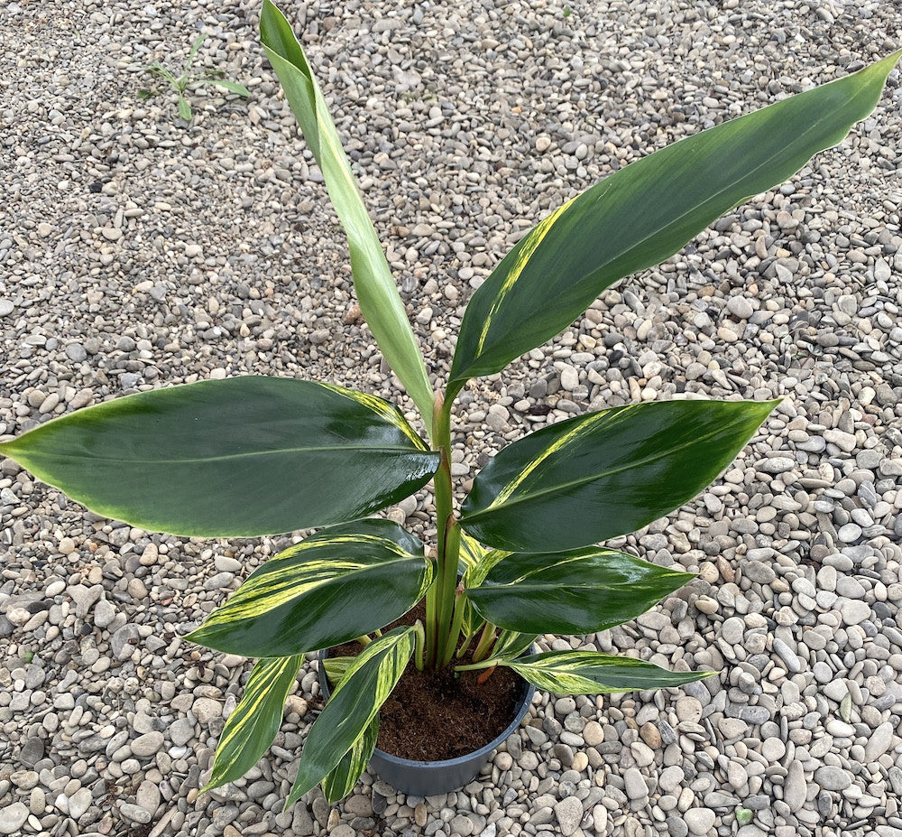 Alpinia zerumbet variegata