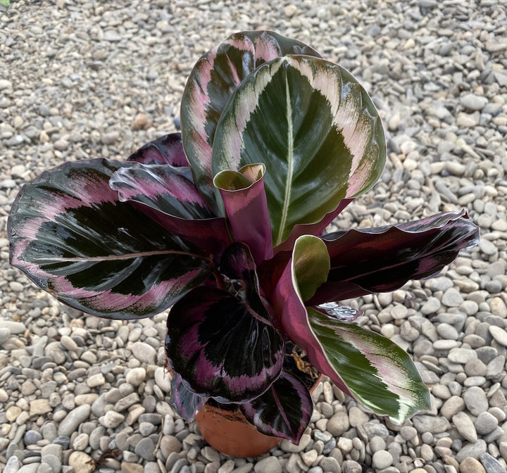 Calathea Roseopicta Illustrious