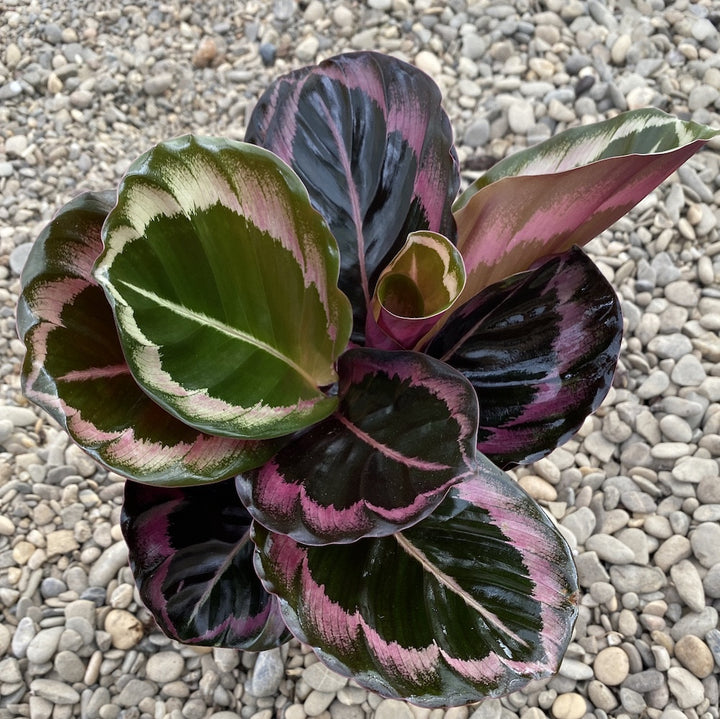 Calathea Roseopicta Illustrious