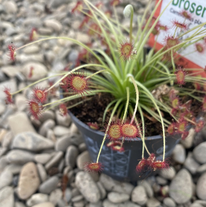 drosera paradoxa