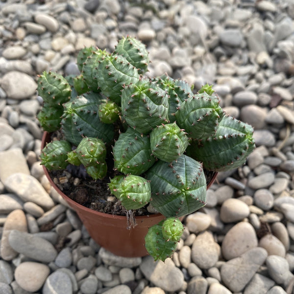 Euphorbia globosa