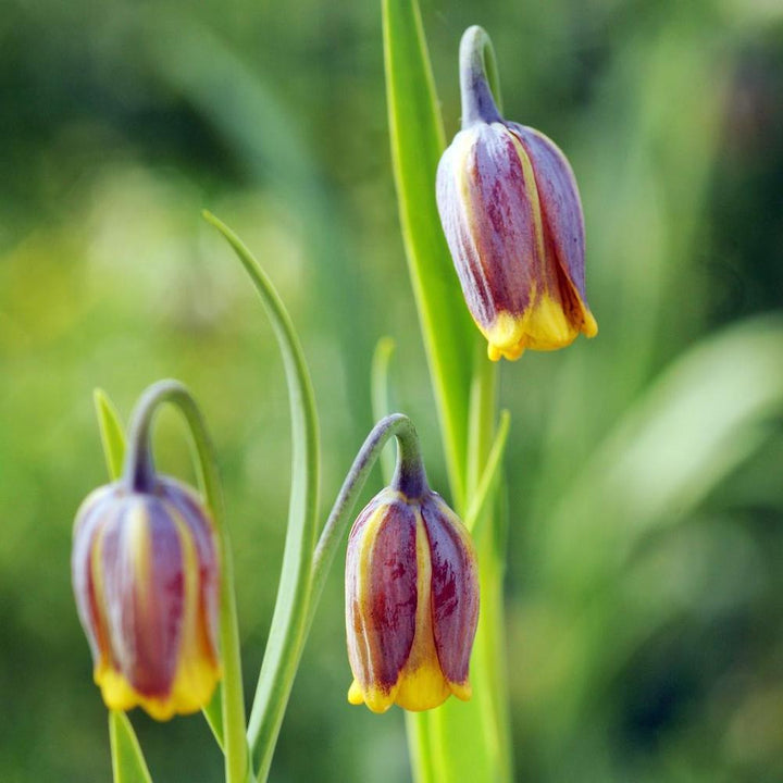 Fritillaria michailovskyi 'Uva-Vulpis' yellow.