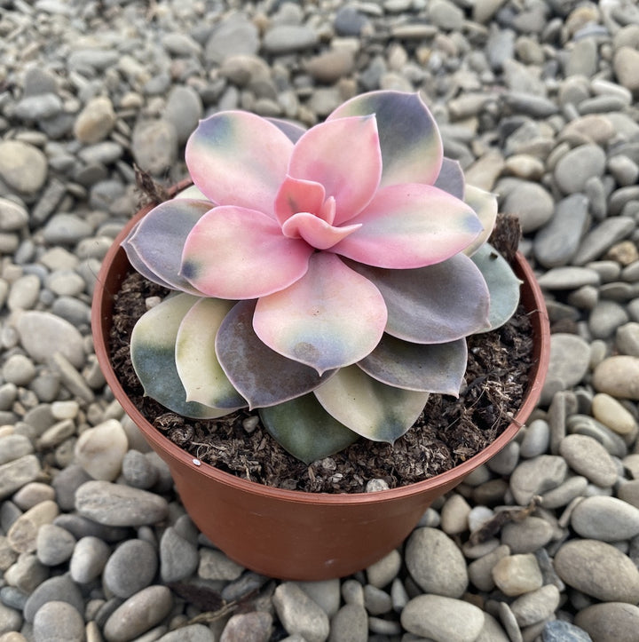 Echeveria Rainbow