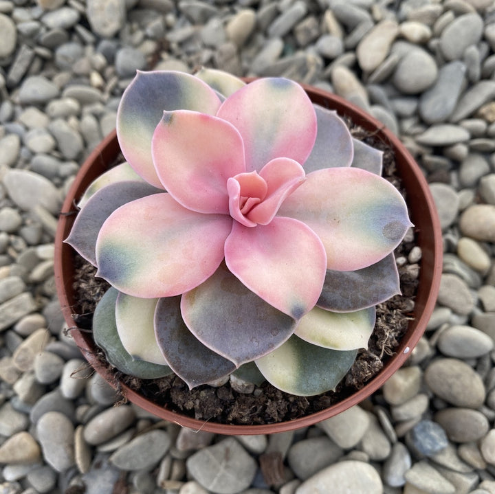 Echeveria Rainbow