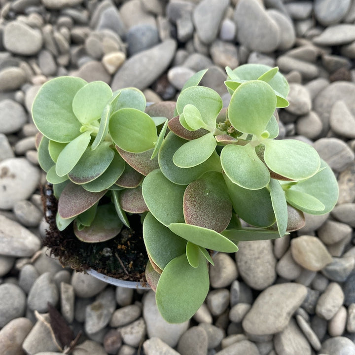 Kalanchoe rotundifolia