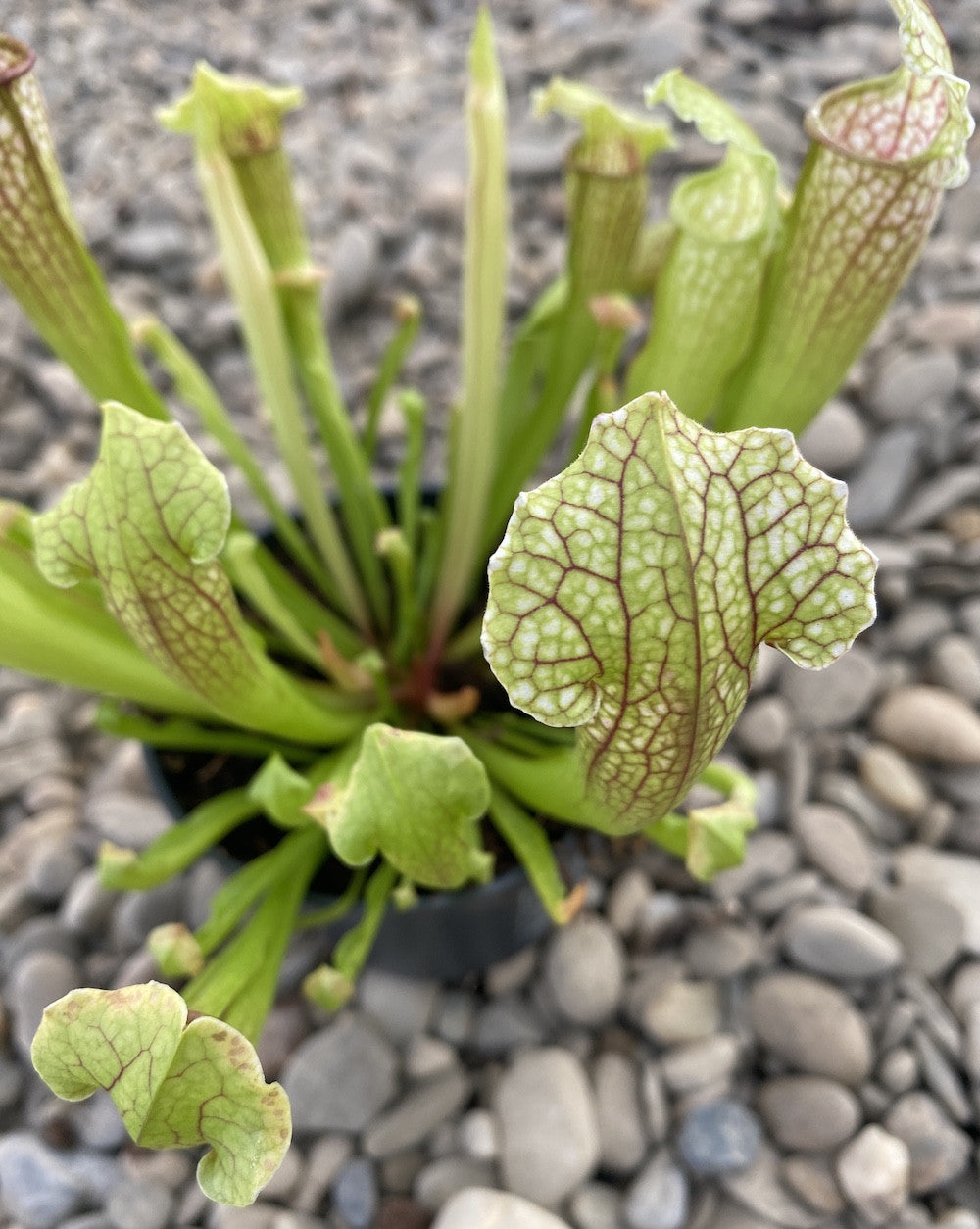 Sarracenia Philidelphia - planta ulcior