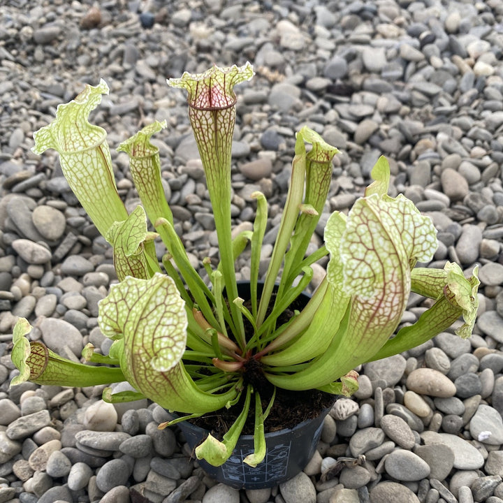 Sarracenia Philidelphia - planta ulcior