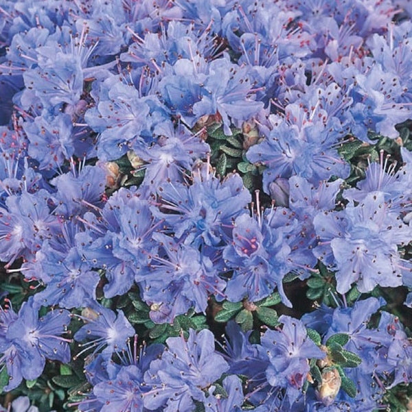 Rhododendron impeditum 'Arctic Blue' - azalee de gradina mov