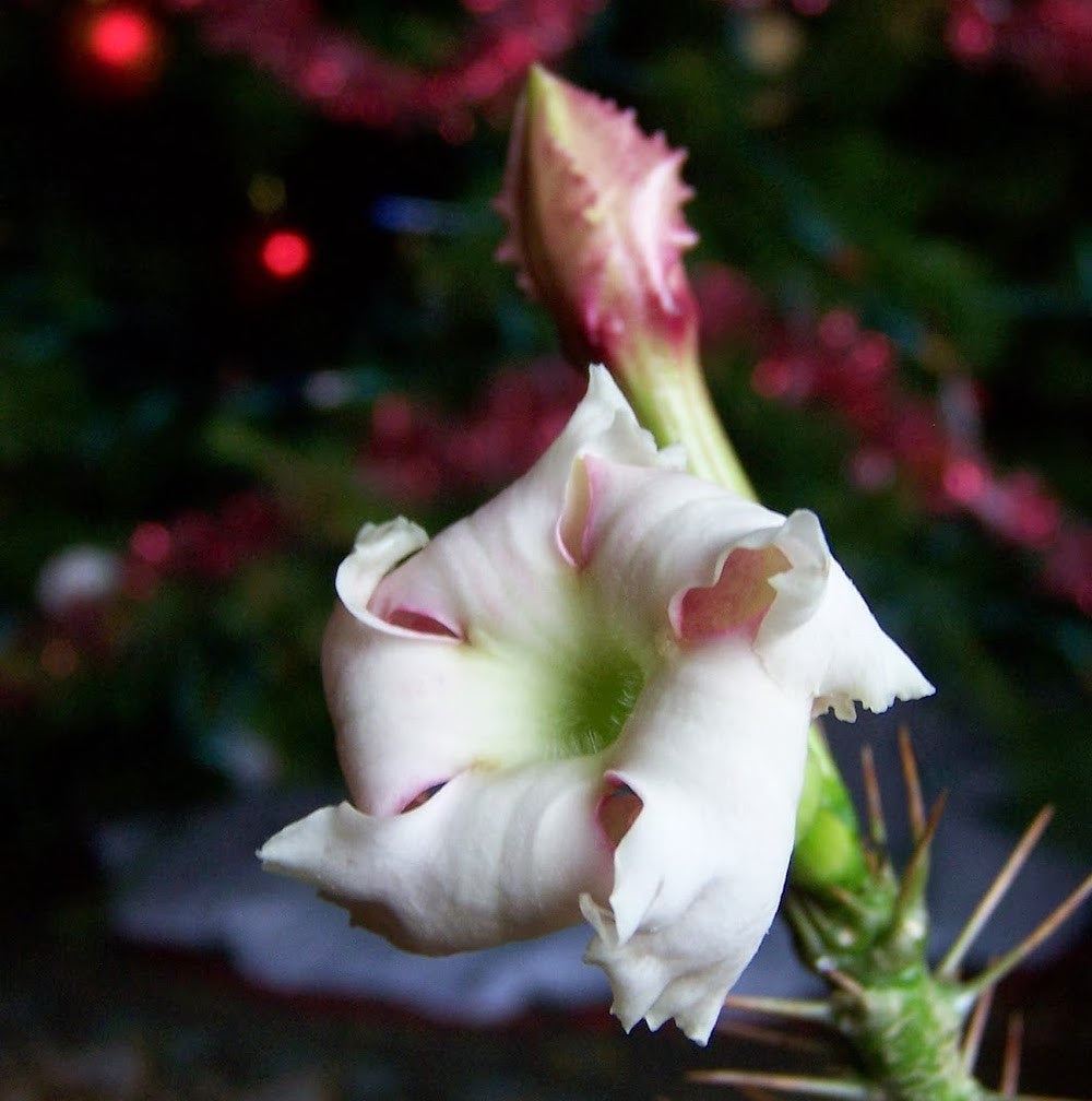 Pachypodium saundersii (Pachypodium lealii ssp. saundersii)