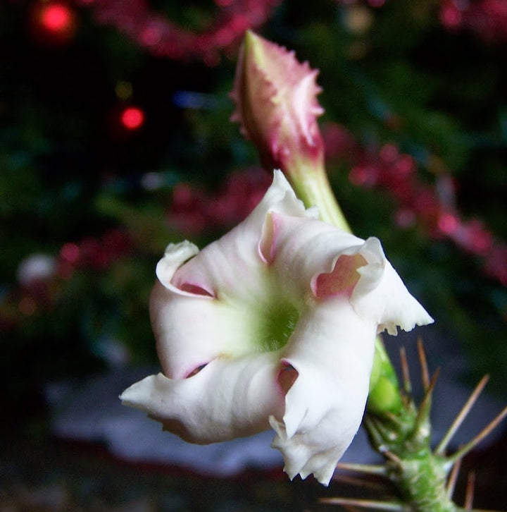 Pachypodium saundersii (Pachypodium lealii ssp. saundersii)