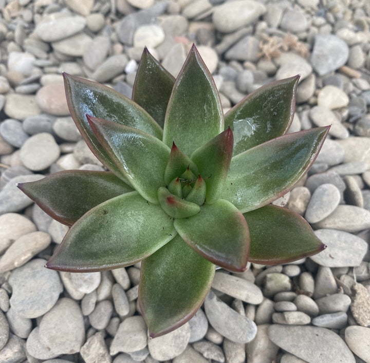 Echeveria Mars Galaxy