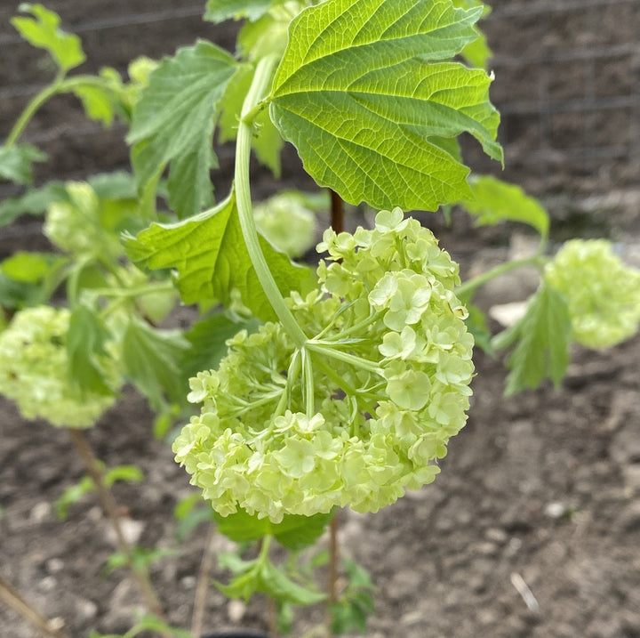 Viburnum opulus Roseum (bulgaras de zapada)