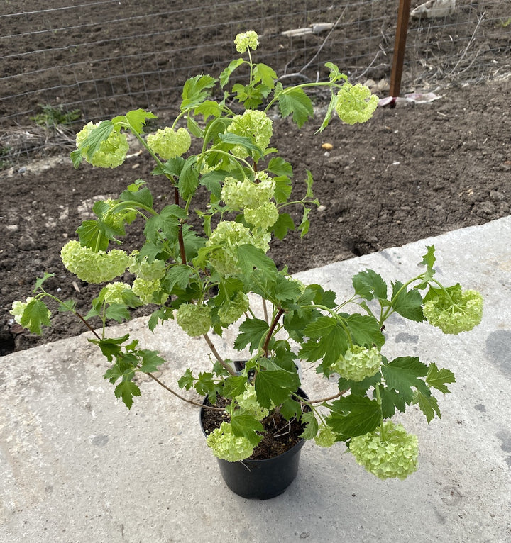 Viburnum opulus Roseum (bulgaras de zapada)