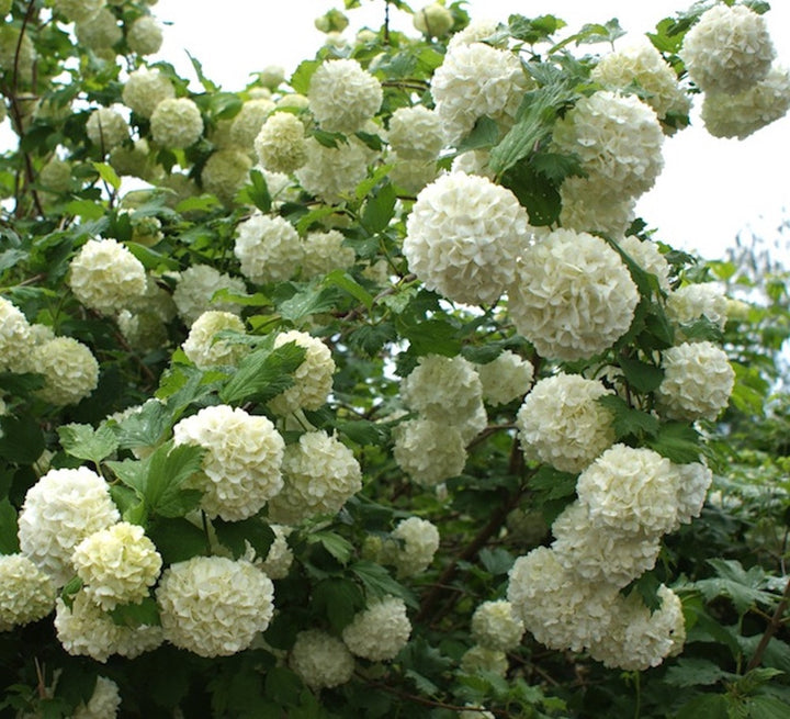 Viburnum opulus Roseum (bulgaras de zapada)