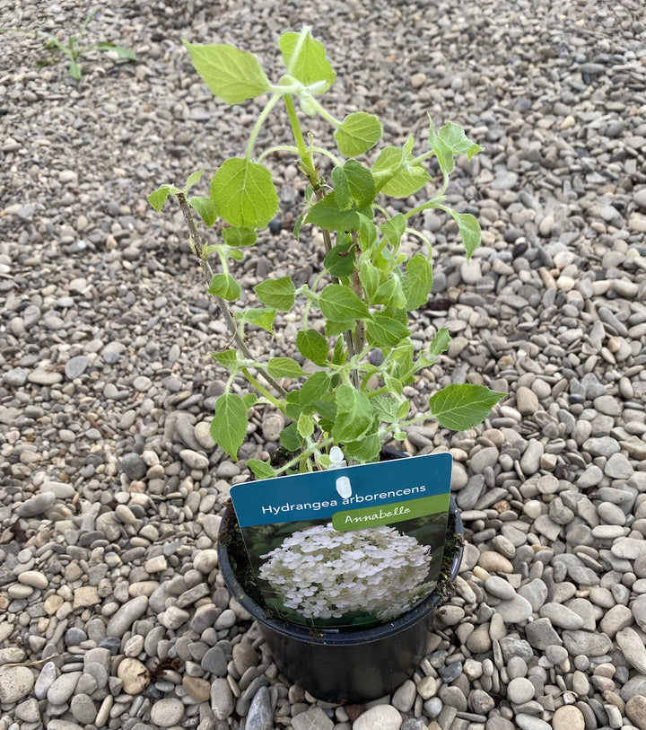 Hortensie de gradina - Hydrangea aborescens 'Annabelle'