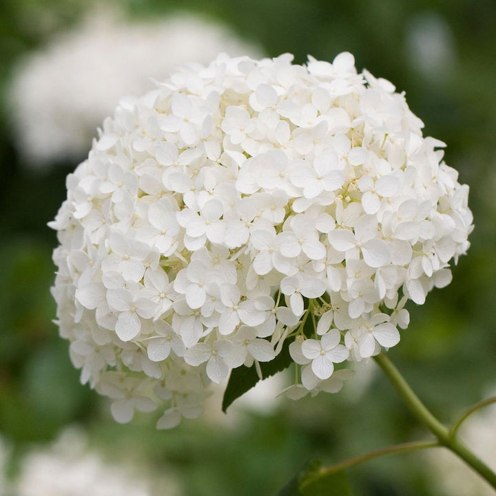 Hortensie de gradina - Hydrangea aborescens 'Annabelle'