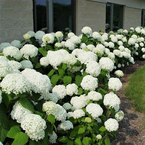 Hortensie de gradina - Hydrangea aborescens 'Annabelle'