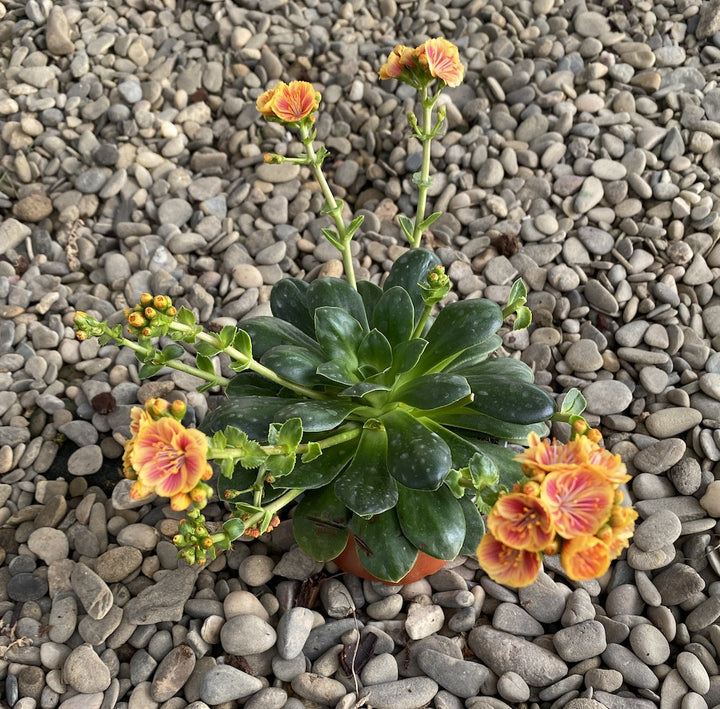 Lewisia cotyledon Elise - flori bicolore