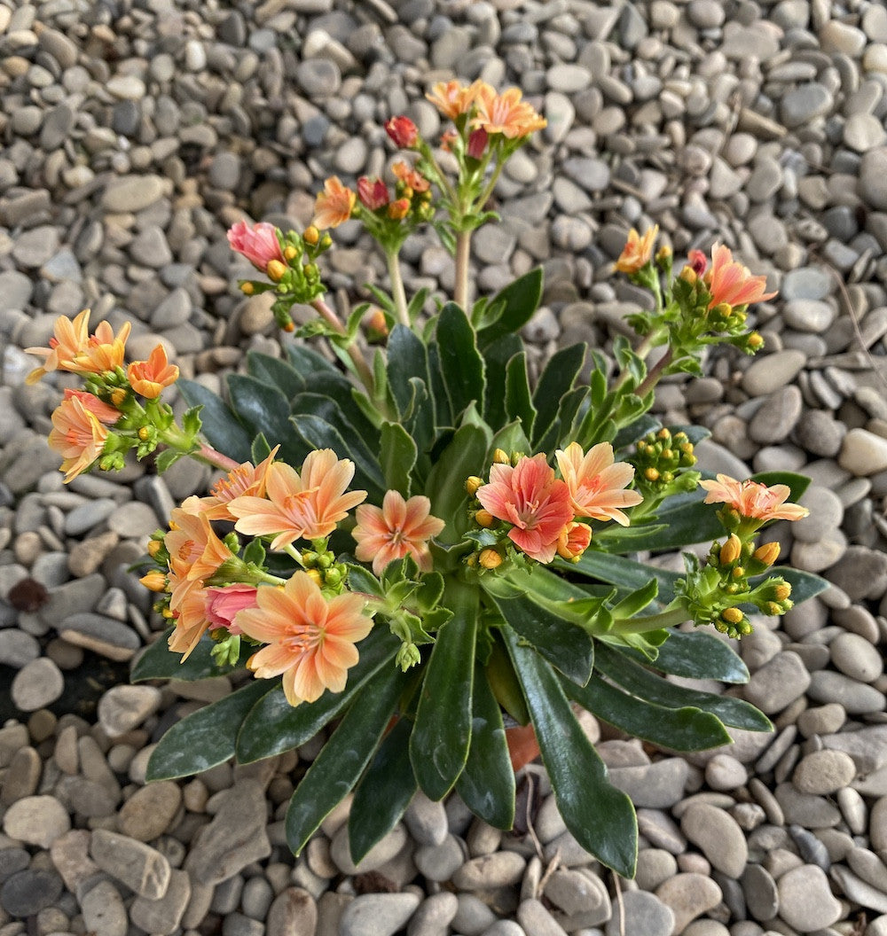 Lewisia cotyledon Elise - flori bicolore
